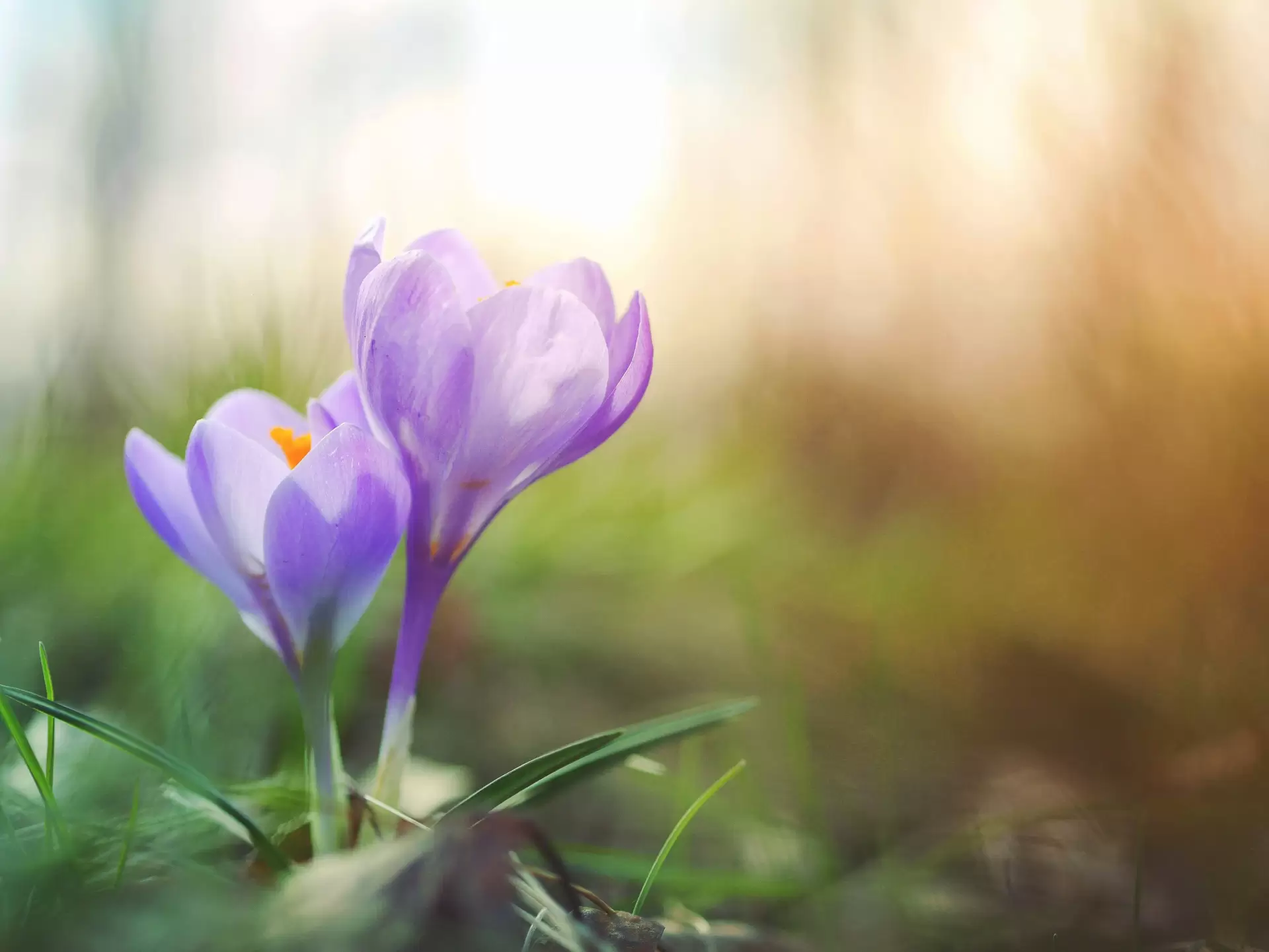 Purple flower